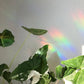 Attrape soleil - FEUILLE PHILODENDRON