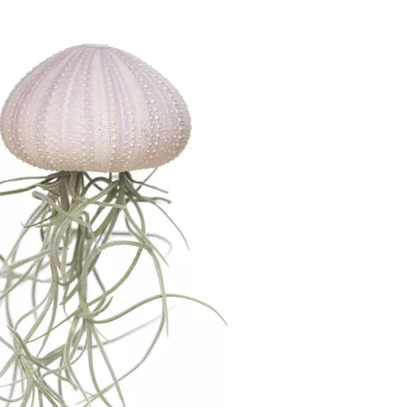 TILLANDSIA usneoides méduse violette