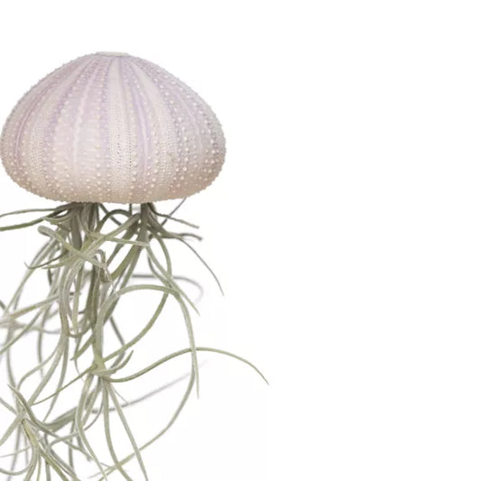 TILLANDSIA usneoides méduse violette