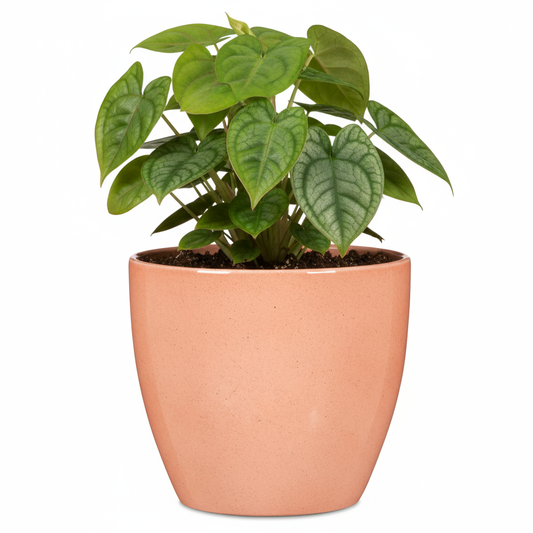 Cache pot CORAIL
