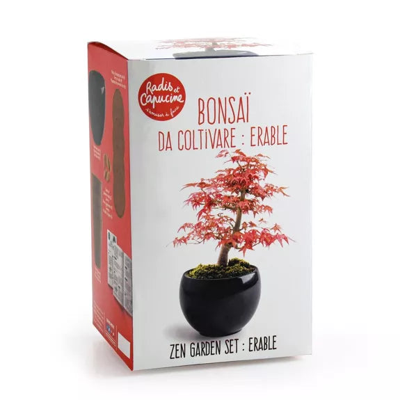 Kit Bonsaï ERABLE ROUGE