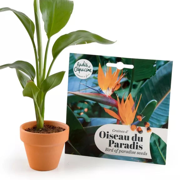 Graines OISEAU DU PARADIS