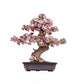 Creation set SAKURA BONSAI