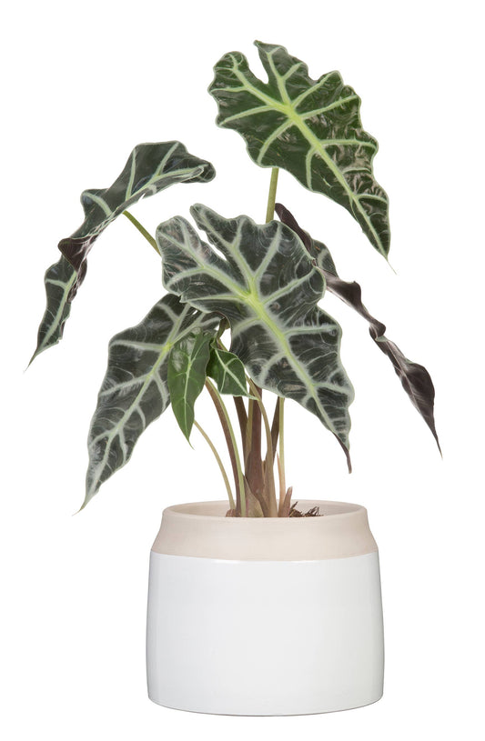 Cache pot JARRO