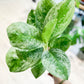 Aglaonema LEMON MINT