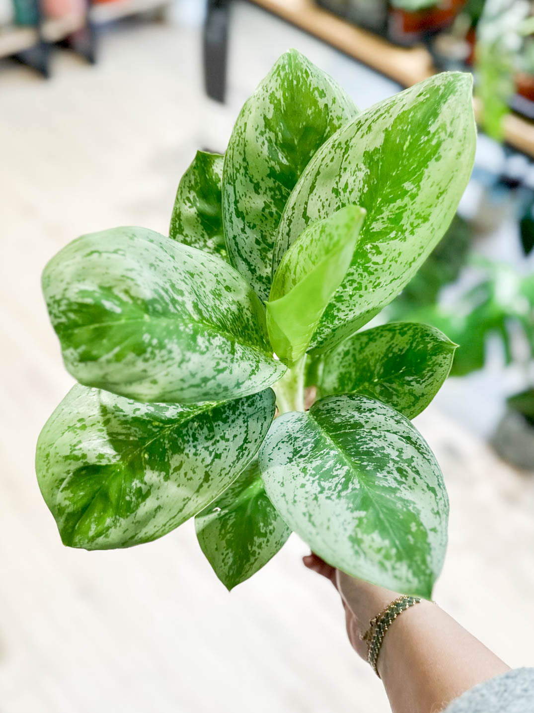Aglaonema LEMON MINT