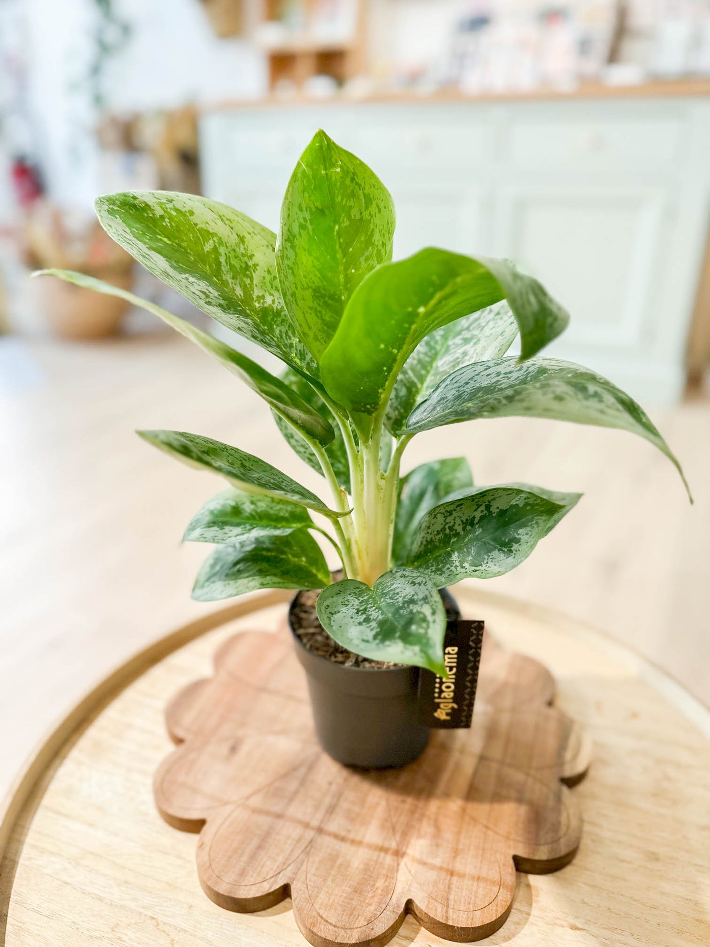 Aglaonema LEMON MINT