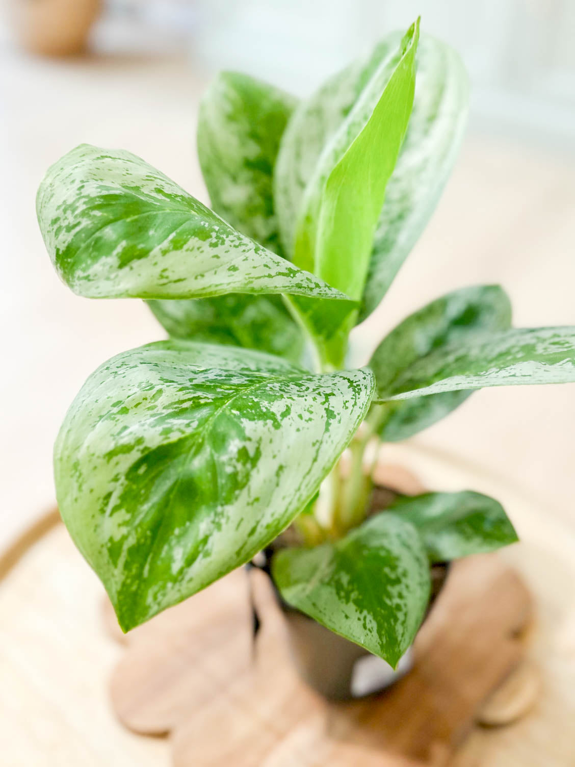 Aglaonema LEMON MINT