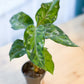 Aglaonema PICTUM TRICOLOR