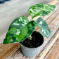Aglaonema PICTUM TRICOLOR