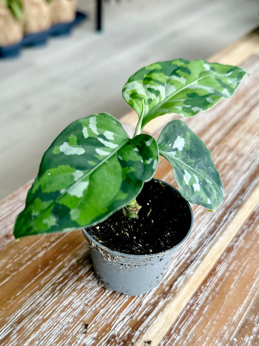 Aglaonema PICTUM TRICOLOR