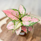 Aglaonema PINK STAR