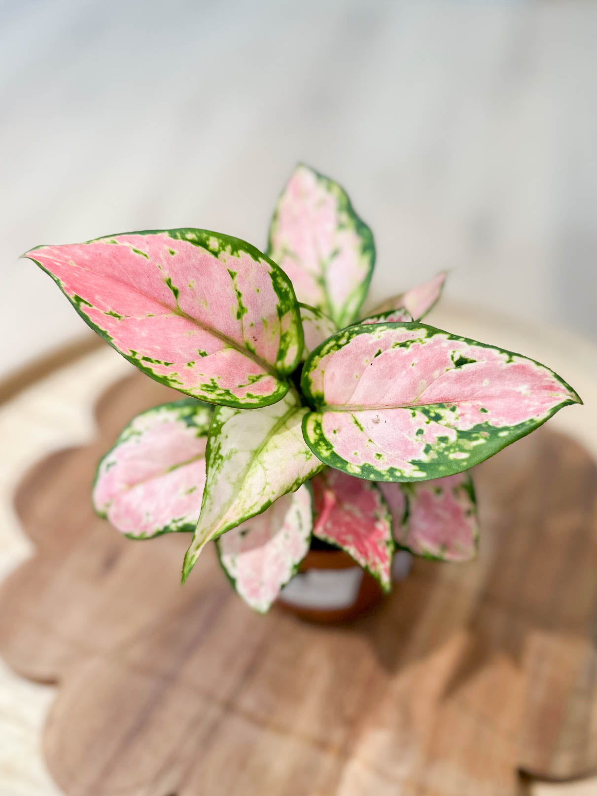 Aglaonema PINK STAR