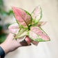 Aglaonema PINK STAR