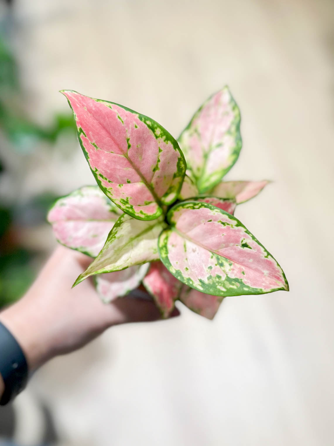 Aglaonema PINK STAR
