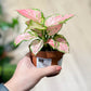 Aglaonema PINK STAR