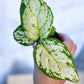 Aglaonema SNOWFLAKE