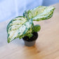 Aglaonema SNOWFLAKE