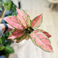Aglaonema VALENTINE