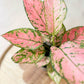 Aglaonema VALENTINE