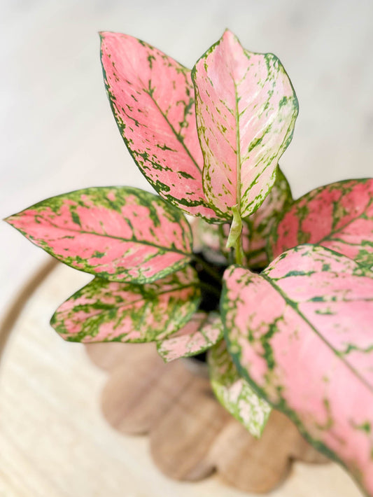 Aglaonema VALENTINE