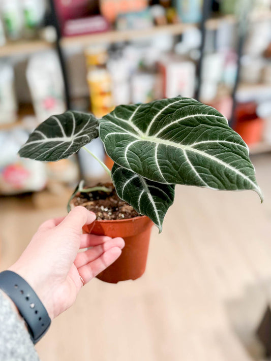 Alocasia BLACK VELVET