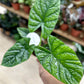 Alocasia LUKIWAN