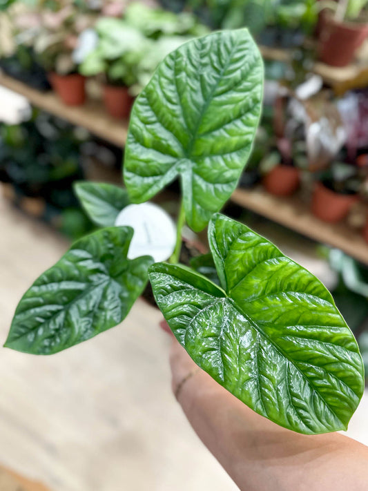 Alocasia LUKIWAN
