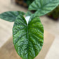 Alocasia LUKIWAN