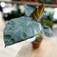 Alocasia REGAL SHIELD