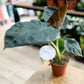 Alocasia REGAL SHIELD