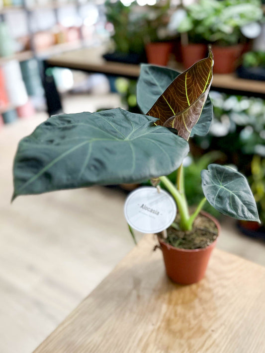 Alocasia REGAL SHIELD