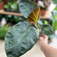 Alocasia REGAL SHIELD