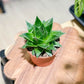 Aloe COSMO