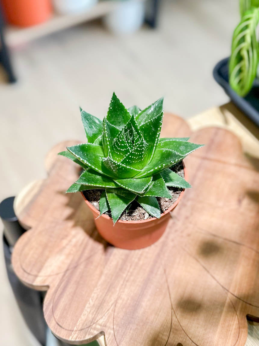 Aloe COSMO