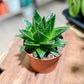Aloe COSMO