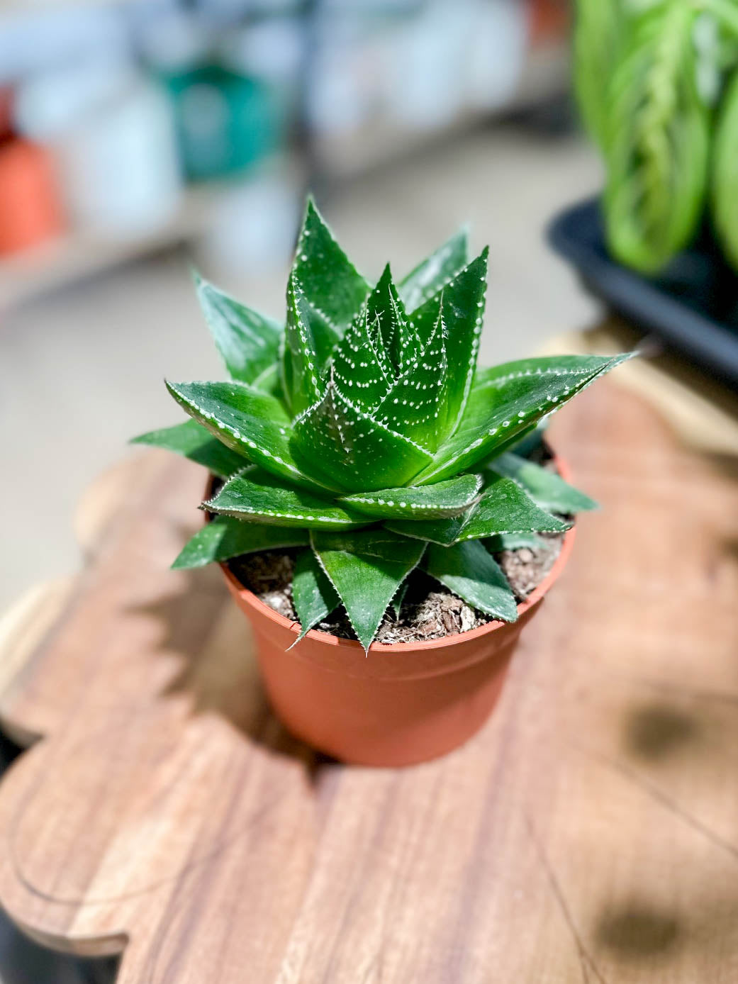 Aloe COSMO