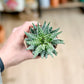 Aloe HUMILIS