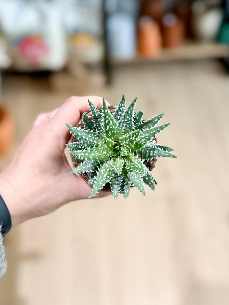 Aloe HUMILIS