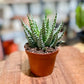 Aloe HUMILIS