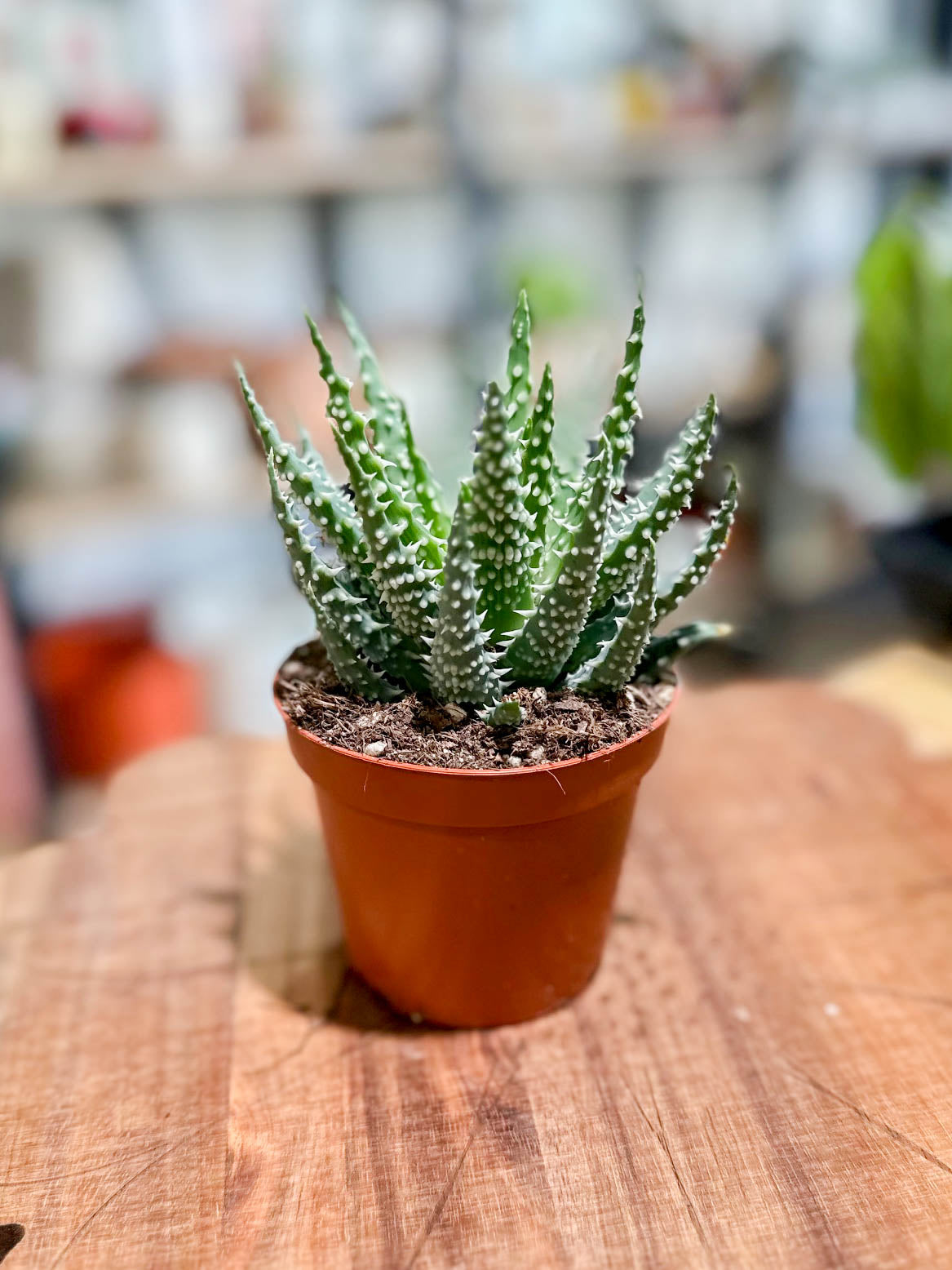 Aloe HUMILIS