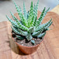 Aloe HUMILIS