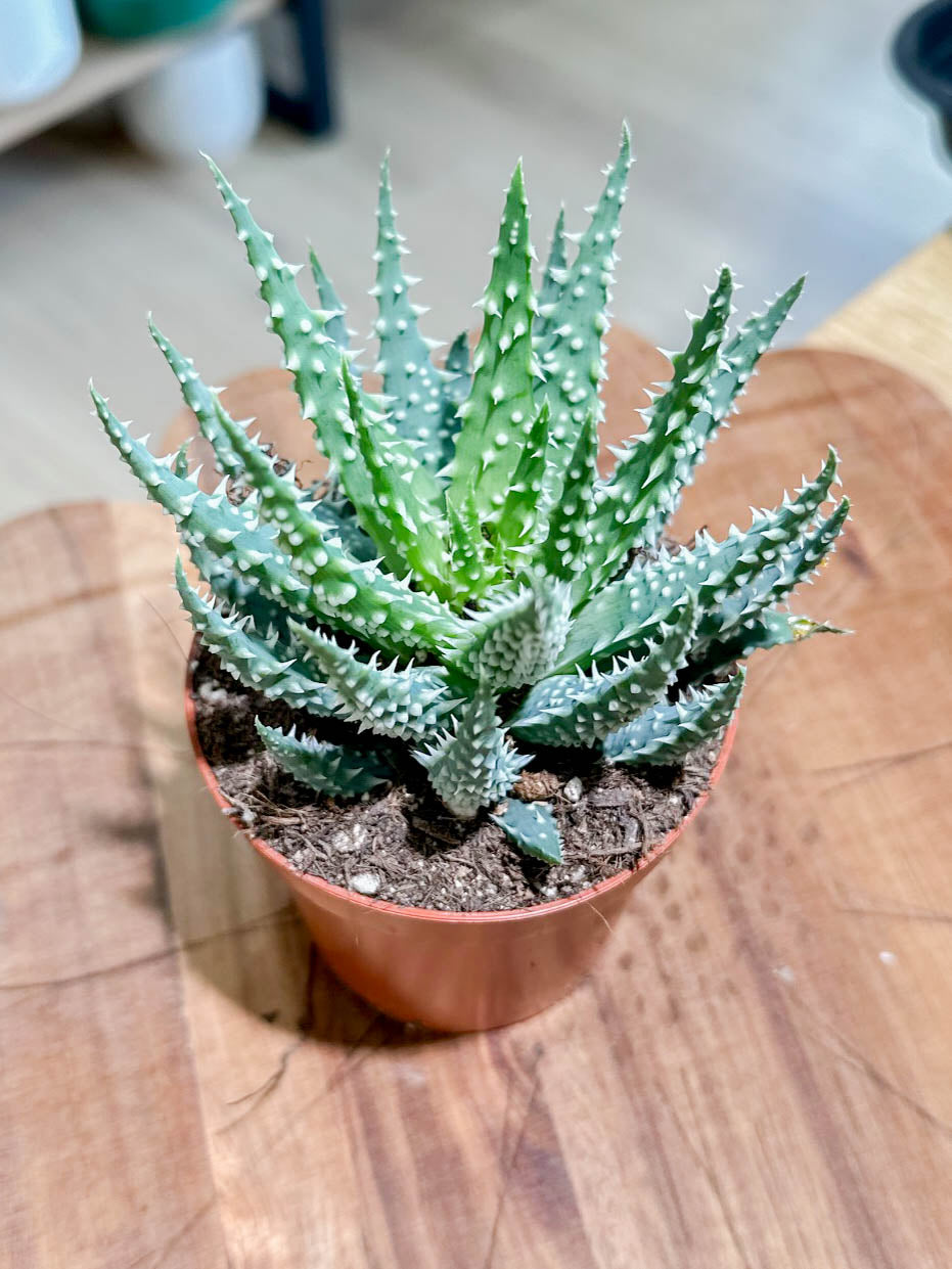 Aloe HUMILIS