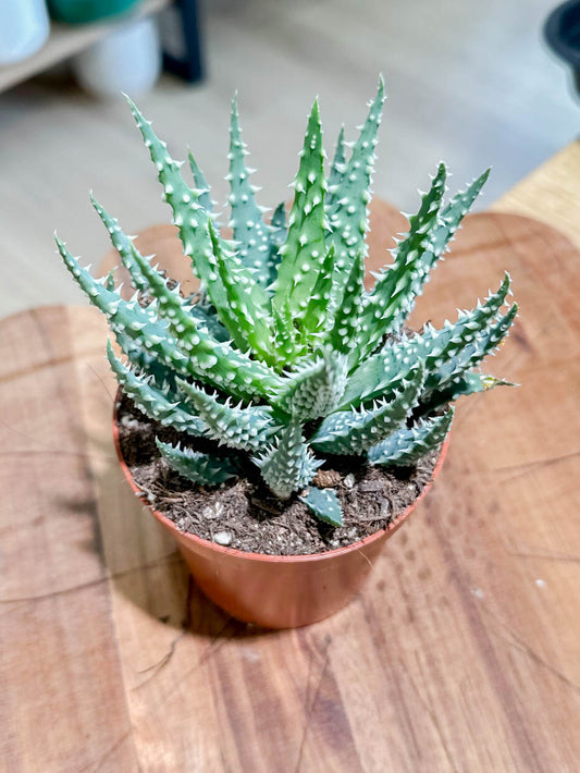 Aloe HUMILIS