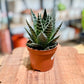 Aloe TIKI TAHI