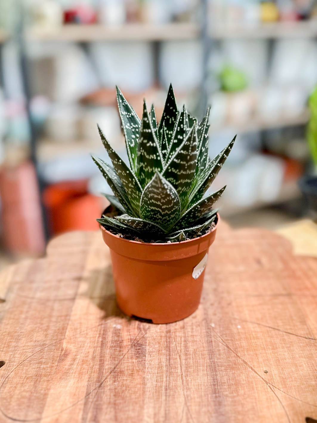 Aloe TIKI TAHI