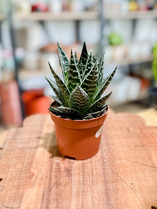 Aloe TIKI TAHI