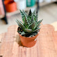 Aloe TIKI TAHI