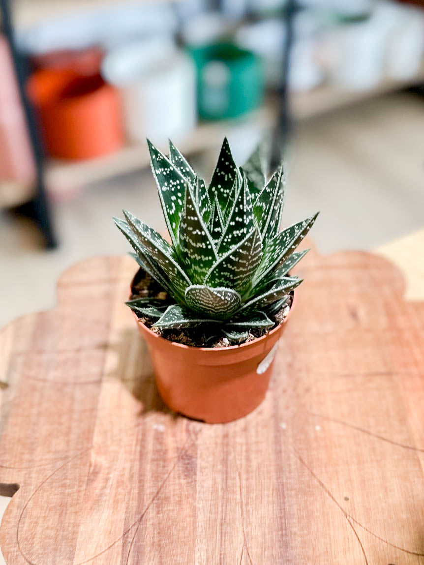 Aloe TIKI TAHI