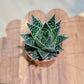 Aloe TIKI TAHI